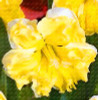 2017 New Arrival!!! 100 pcs Narcissus Flower Seeds Absorption Radiation Narcissus Tazetta Seeds Flowers for Rooms Decoration