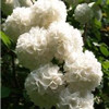 free ship Common hydrangea seed, Balcony Potted flowers hydrangea seed varieties have 24 colors -10 seeds / pack