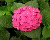 free ship Common hydrangea seed, Balcony Potted flowers hydrangea seed varieties have 24 colors -10 seeds / pack