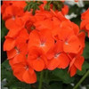 free ship Common hydrangea seed, Balcony Potted flowers hydrangea seed varieties have 24 colors -10 seeds / pack