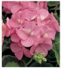 free ship Common hydrangea seed, Balcony Potted flowers hydrangea seed varieties have 24 colors -10 seeds / pack