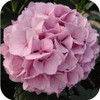free ship Common hydrangea seed, Balcony Potted flowers hydrangea seed varieties have 24 colors -10 seeds / pack