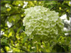 free ship Common hydrangea seed, Balcony Potted flowers hydrangea seed varieties have 24 colors -10 seeds / pack