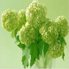 free ship Common hydrangea seed, Balcony Potted flowers hydrangea seed varieties have 24 colors -10 seeds / pack
