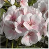 free ship Common hydrangea seed, Balcony Potted flowers hydrangea seed varieties have 24 colors -10 seeds / pack