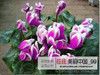 free ship 40seeds Persian Buttercup Seed POT FLOWER PLANT GARDEN BONSAI DIY HOME PLANT