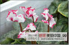 free ship 40seeds Persian Buttercup Seed POT FLOWER PLANT GARDEN BONSAI DIY HOME PLANT