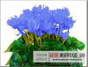 free ship 40seeds Persian Buttercup Seed POT FLOWER PLANT GARDEN BONSAI DIY HOME PLANT