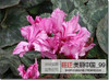 free ship 40seeds Persian Buttercup Seed POT FLOWER PLANT GARDEN BONSAI DIY HOME PLANT