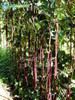 Red Bean Seeds Chinese Vegetable, DIY Home Garden Bonsai Plant Seeds - 20PCS