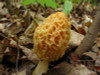 2017 Wholesale 100 Pcs / Bag Morel Seeds Organic Mushroom Vegetable Seed Diy Garden * Jardin Interest Bonsai Plants Sementes