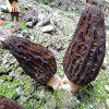 2017 Wholesale 100 Pcs / Bag Morel Seeds Organic Mushroom Vegetable Seed Diy Garden * Jardin Interest Bonsai Plants Sementes