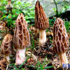 2017 Wholesale 100 Pcs / Bag Morel Seeds Organic Mushroom Vegetable Seed Diy Garden * Jardin Interest Bonsai Plants Sementes