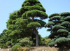 2016 Direct Selling Sementes Seeds 20 Pcs/lot Garden Bonsai Tree Seeds Pine Podo Carpus , Evergreen Shrubs Plant