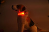 2016 Camo Led Pet Dog Collar Night Flashing Dog Cat Collars Light up Dog Collar Led Light USB Rechargeable