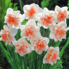 Narcissus Flower Daffodil Seeds Bonsai Plants Double Petals Absorption Radiation Potted DIY Home Garden Plant 100 Pcs
