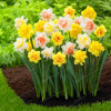Narcissus Flower Daffodil Seeds Bonsai Plants Double Petals Absorption Radiation Potted DIY Home Garden Plant 100 Pcs