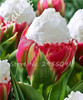 On Sale 10 pcs/bag Bonsai Tulip Seeds Tulip "Ice Cream" Flowers (Not Tulip Bulbs),Fresh Flower Seeds Potted Planted Good Quality