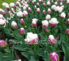 On Sale 10 pcs/bag Bonsai Tulip Seeds Tulip "Ice Cream" Flowers (Not Tulip Bulbs),Fresh Flower Seeds Potted Planted Good Quality