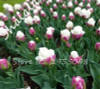 On Sale 10 pcs/bag Bonsai Tulip Seeds Tulip "Ice Cream" Flowers (Not Tulip Bulbs),Fresh Flower Seeds Potted Planted Good Quality