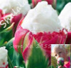 On Sale 10 pcs/bag Bonsai Tulip Seeds Tulip "Ice Cream" Flowers (Not Tulip Bulbs),Fresh Flower Seeds Potted Planted Good Quality