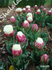 On Sale 10 pcs/bag Bonsai Tulip Seeds Tulip "Ice Cream" Flowers (Not Tulip Bulbs),Fresh Flower Seeds Potted Planted Good Quality