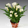 Sale!Calla lily seed imported from Holland, calla lily seedlings - 50 PCS/Pack,#CYW15M