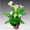 Sale!Calla lily seed imported from Holland, calla lily seedlings - 50 PCS/Pack,#CYW15M
