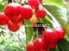 Sale!2016 Asian Rare Cherry Seeds Fruit Seeds 10pcs/pack Bonsai Seeds Free Shipping