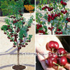 Sale!2016 Asian Rare Cherry Seeds Fruit Seeds 10pcs/pack Bonsai Seeds Free Shipping