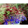 Sale!400 Pieces/pack Blue Climbing Strawberry tree Seeds,rare Fruit Seeds For Home &amp; Garden bonsai,Free Shipping,#6HDDSV
