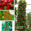 Sale!400 Pieces/pack Blue Climbing Strawberry tree Seeds,rare Fruit Seeds For Home &amp; Garden bonsai,Free Shipping,#6HDDSV