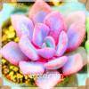 Sale!10pcs/Lot 99 Kinds to choose Lithops Seeds Succulents Seeds Pseudotruncatella Office Bonsai Flower Seeds,#89VY9I