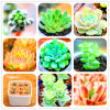 Sale!10pcs/Lot 99 Kinds to choose Lithops Seeds Succulents Seeds Pseudotruncatella Office Bonsai Flower Seeds,#89VY9I