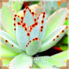 Sale!10pcs/Lot 99 Kinds to choose Lithops Seeds Succulents Seeds Pseudotruncatella Office Bonsai Flower Seeds,#89VY9I