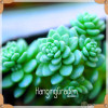 Sale!10pcs/Lot 99 Kinds to choose Lithops Seeds Succulents Seeds Pseudotruncatella Office Bonsai Flower Seeds,#89VY9I
