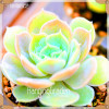 Sale!10pcs/Lot 99 Kinds to choose Lithops Seeds Succulents Seeds Pseudotruncatella Office Bonsai Flower Seeds,#89VY9I