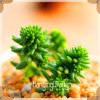 Sale!10pcs/Lot 99 Kinds to choose Lithops Seeds Succulents Seeds Pseudotruncatella Office Bonsai Flower Seeds,#89VY9I