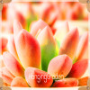 Sale!10pcs/Lot 99 Kinds to choose Lithops Seeds Succulents Seeds Pseudotruncatella Office Bonsai Flower Seeds,#89VY9I