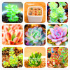 Sale!10pcs/Lot 99 Kinds to choose Lithops Seeds Succulents Seeds Pseudotruncatella Office Bonsai Flower Seeds,#89VY9I