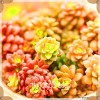 Sale!10pcs/Lot 99 Kinds to choose Lithops Seeds Succulents Seeds Pseudotruncatella Office Bonsai Flower Seeds,#89VY9I