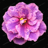 Saintpaulia Ionantha Seeds Beautiful plant Bonsai Flower Seed African Violet Seeds DIY Home Garden Plants 100 PCS