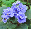 Saintpaulia Ionantha Seeds Beautiful plant Bonsai Flower Seed African Violet Seeds DIY Home Garden Plants 100 PCS