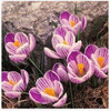 Saffron Flower Seeds,saffron Crocus 20 Seeds/bag