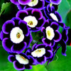 Scarce Rare Phantom Petunia Flower Seeds 100 Seeds Pack Garden Bonsai Petunia