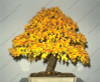 Norway Maple Tree Seeds(ACER platanoides)Rare Maple Seeds Outdoor plant bonsai tree seed Orange to golden yellow in Autumn 5pcs