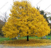Norway Maple Tree Seeds(ACER platanoides)Rare Maple Seeds Outdoor plant bonsai tree seed Orange to golden yellow in Autumn 5pcs