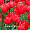 Big Sale, 10 PCS/bag bonsai seeds, high-grade plant tulip seeds, 19 flower seed variety selection,#N67AAE