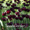 Big Sale, 10 PCS/bag bonsai seeds, high-grade plant tulip seeds, 19 flower seed variety selection,#N67AAE