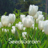 Big Sale, 10 PCS/bag bonsai seeds, high-grade plant tulip seeds, 19 flower seed variety selection,#N67AAE